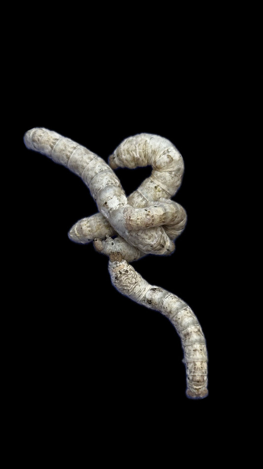 Z. FREE SHIPPING Silkworm variety 25ct+